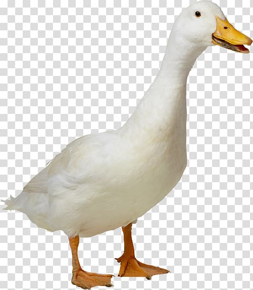 white duck transparent background PNG clipart