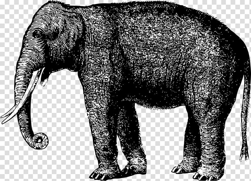 Elephantidae Animal Mammal , elephant transparent background PNG clipart