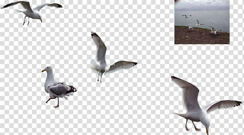 Water bird Bird migration Animal migration Goose, seagulls transparent background PNG clipart