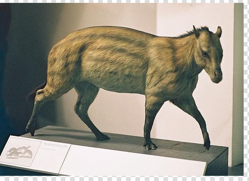 Horse Eohippus Eocene Hyracotherium Mesohippus, model minority transparent background PNG clipart