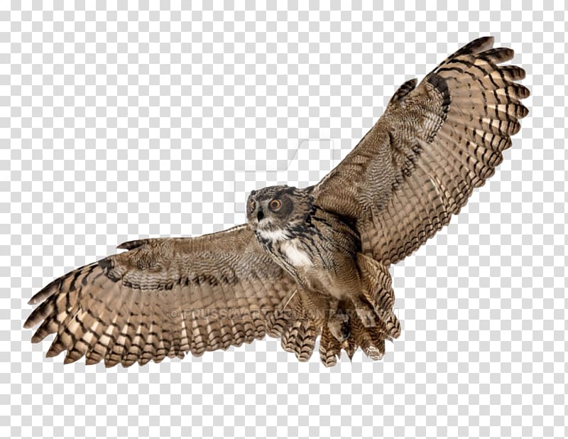 Owl Bird Flight Desktop , owl transparent background PNG clipart