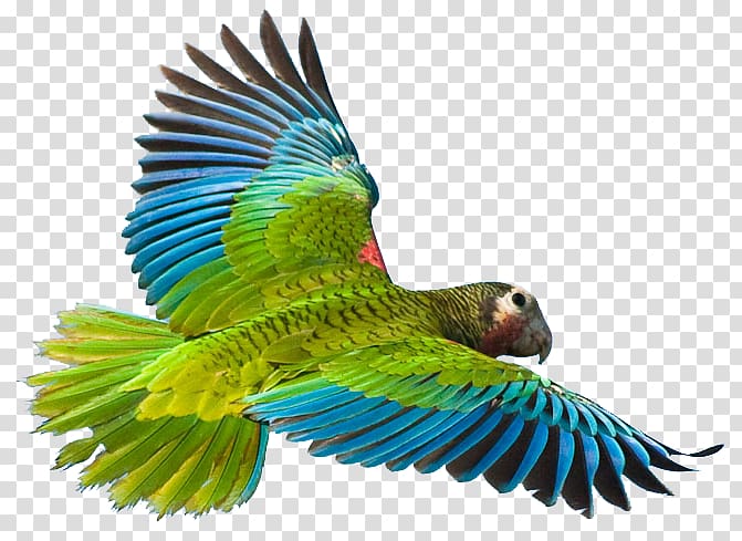 Greater vasa parrot Cuban amazon Bird Crimson Rosella, Flying Parrot transparent background PNG clipart