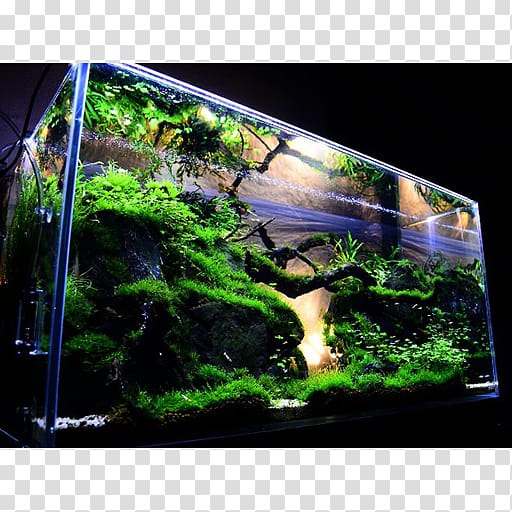 Aquascaping Reef aquarium Aquatic Plants, design transparent background PNG clipart