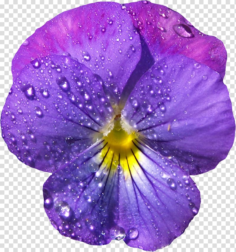Viola sororia Violet Flower , Violet Flower with Dew , close-up of of purple pansy flower in bloom with water dew transparent background PNG clipart