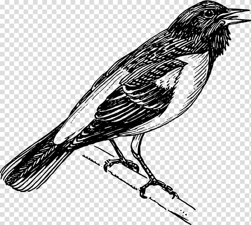 Baltimore Orioles Bird , Singing birds transparent background PNG clipart