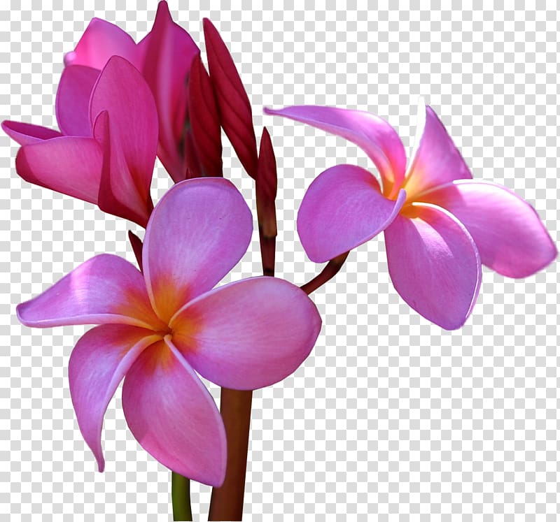 Flower Frangipani , frangipani transparent background PNG clipart