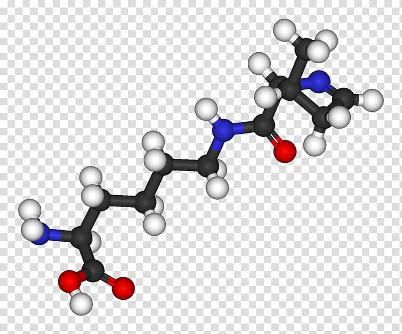 Pyrrolysine Amino acid Stop codon Methanogen Genetic code, protein transparent background PNG clipart