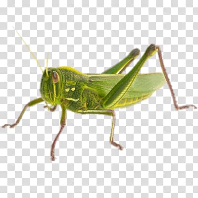 Grasshopper transparent background PNG clipart