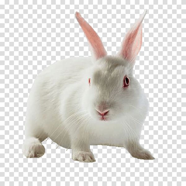 Holland Lop Leporids Rabbit Horse Pet, Free rabbit pull material transparent background PNG clipart