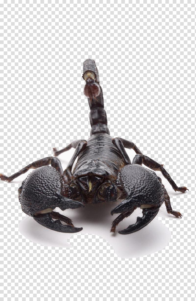 Scorpion sting Poison, Positive black scorpion transparent background PNG clipart
