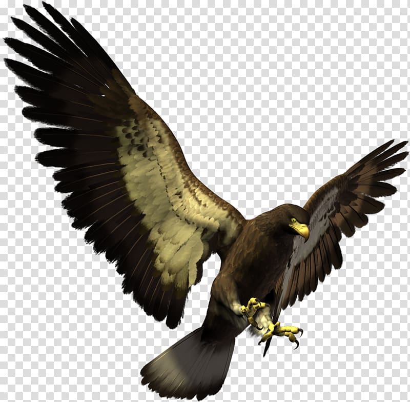 Bald Eagle White-tailed Eagle Bird , eagle transparent background PNG clipart