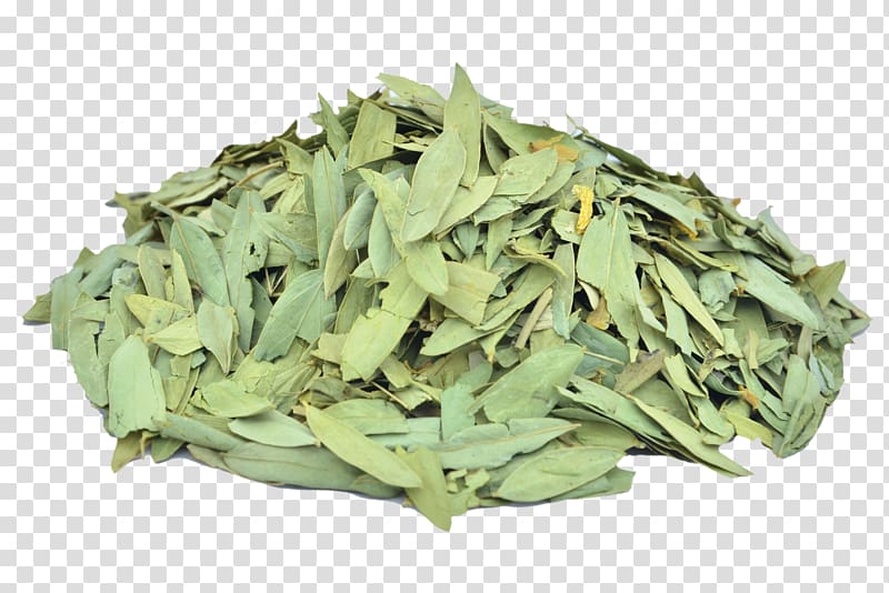 Alexandrian senna Senna glycoside Cassia Herb Constipation, moringa transparent background PNG clipart