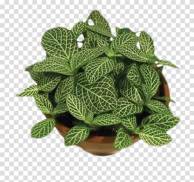 Leaf Fittonia albivenis Muehlenbeckia complexa Chinese evergreens Plant, monstera transparent background PNG clipart