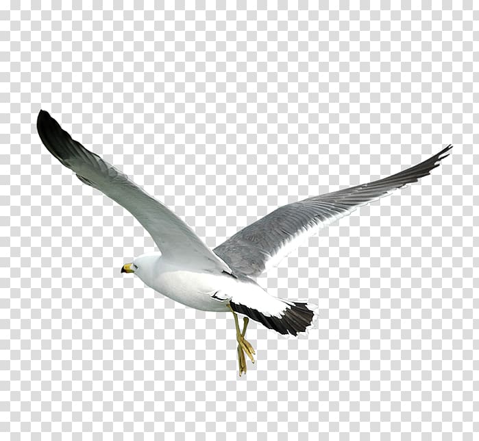 Bird Gulls, Eagle Fly transparent background PNG clipart