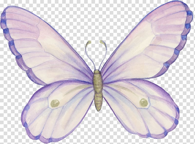 Brush-footed butterflies Butterfly Pieridae Blog Moth, butterfly transparent background PNG clipart