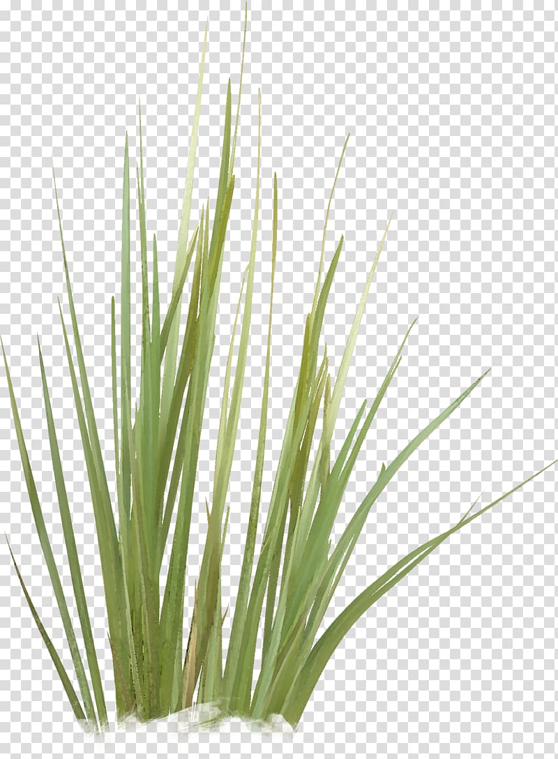 Green Grasses Plant stem Family, Green grass transparent background PNG clipart