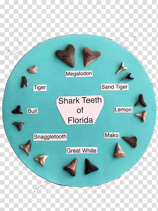 Shark tooth Venice Beach Fossil, Shark Tooth transparent background PNG clipart