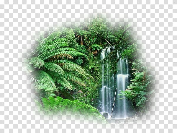Cloud forest Amazon rainforest Australia Tropical rainforest, Australia transparent background PNG clipart
