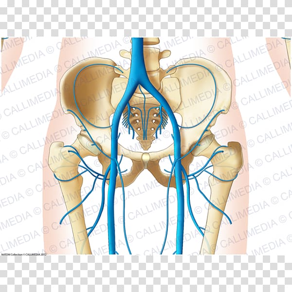 Shoulder Pelvis Abdomen Vein Hip, others transparent background PNG clipart