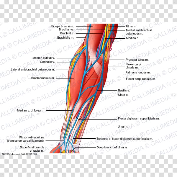 Anterior compartment of the forearm Nerve Muscle Vein, arm transparent background PNG clipart