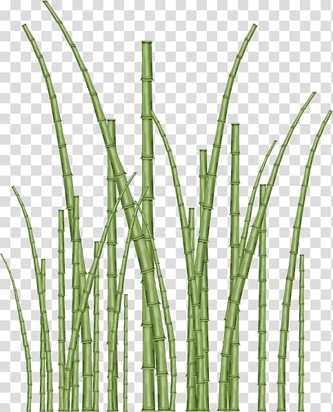 Vetiver Bamboo Commodity Plant stem Tree, bamboo transparent background PNG clipart