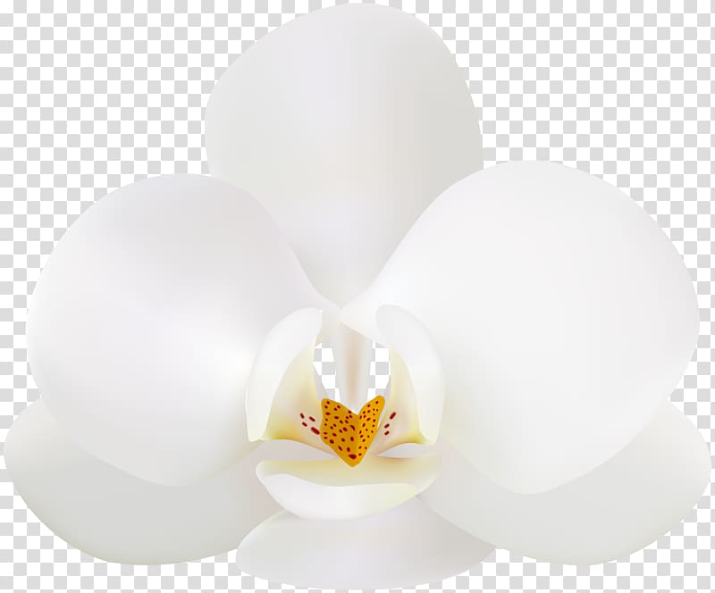 white orchid illustration, White Design Product, White Orchid transparent background PNG clipart