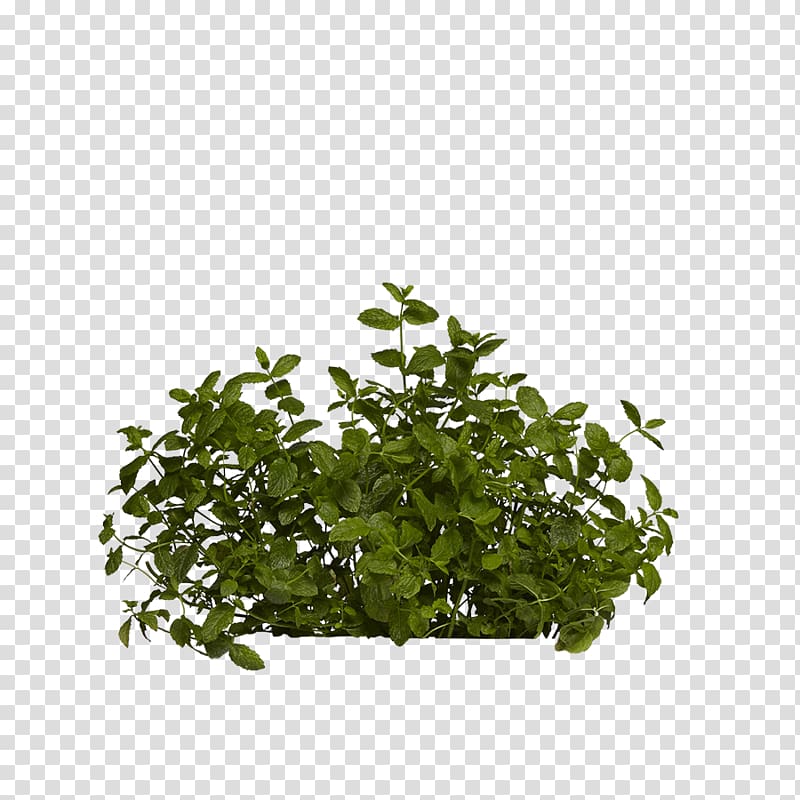 Leaf Tree Herb Shrub, Balsam Hill transparent background PNG clipart