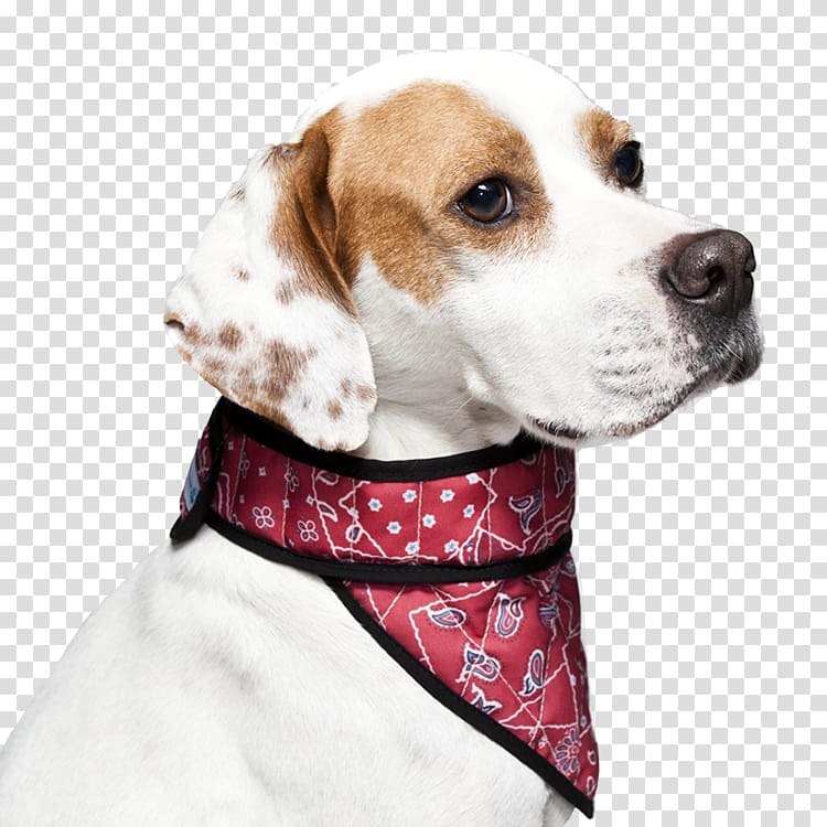 Dog breed Beagle English Foxhound Treeing Walker Coonhound Puppy, puppy transparent background PNG clipart