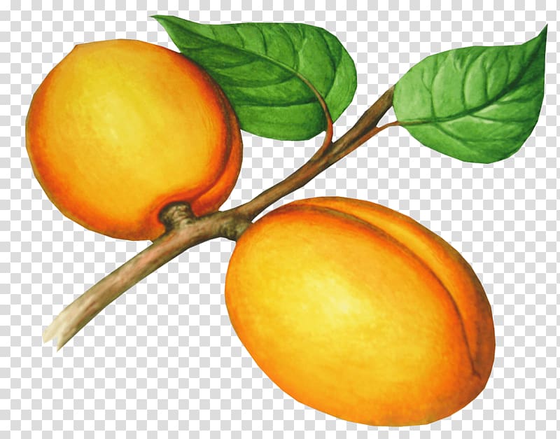 Apricot Nectarine Fruit, Peach transparent background PNG clipart