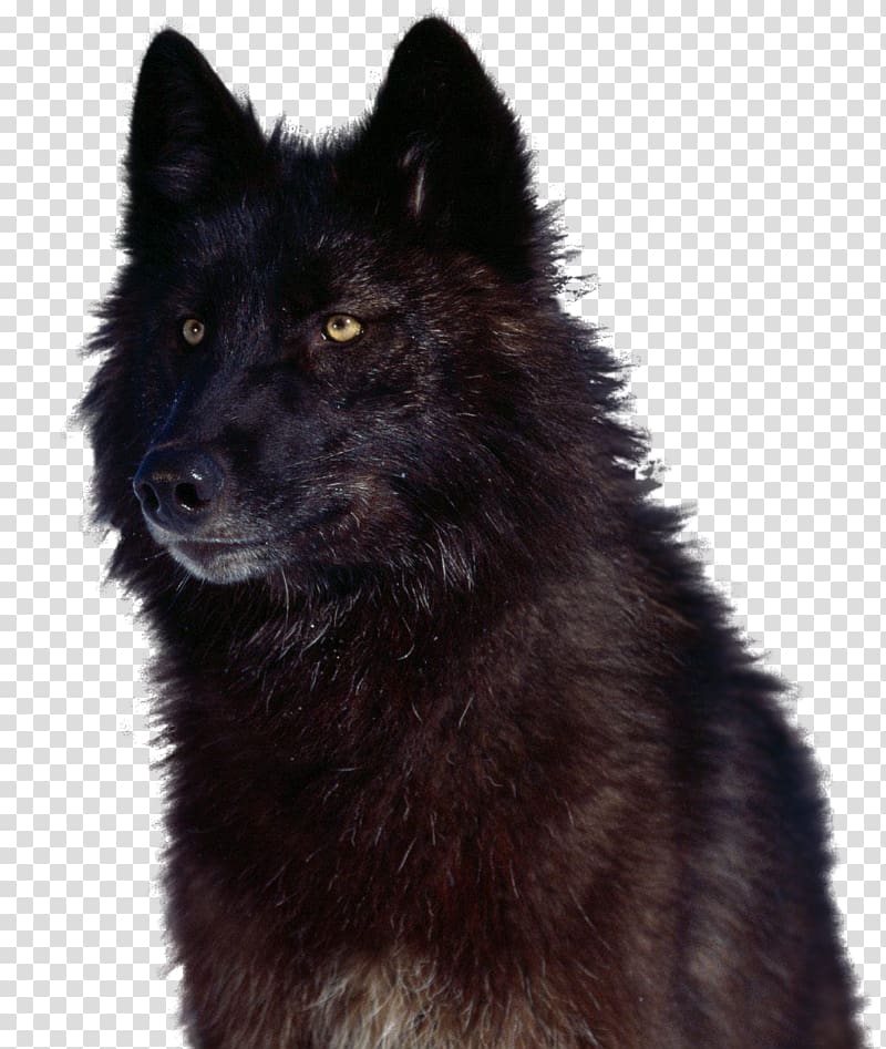 Canadian Eskimo dog German Spitz Mittel Eurasier Kunming wolfdog Shiloh Shepherd dog, lobo rusia transparent background PNG clipart