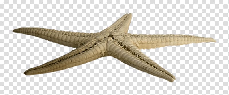 Starfish Scape, starfish transparent background PNG clipart