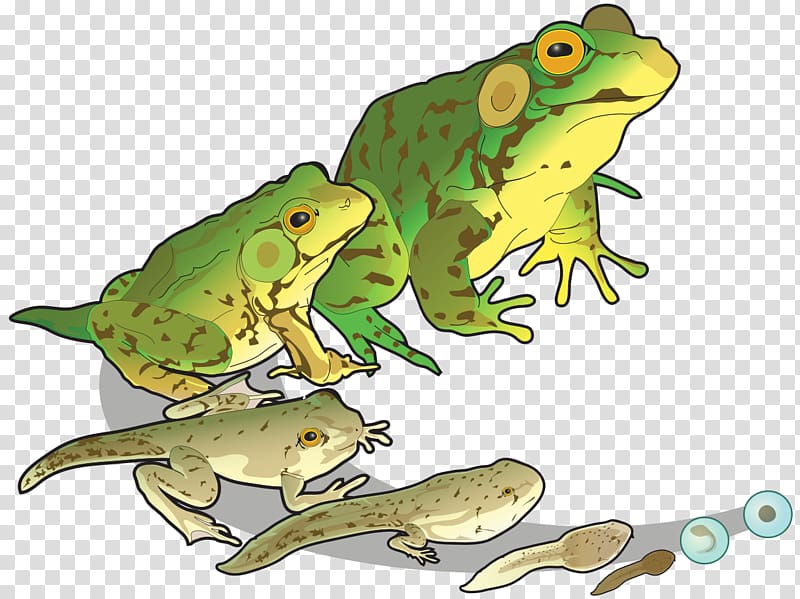 Goliath frog Edible frog Salamander Tadpole, stage transparent background PNG clipart