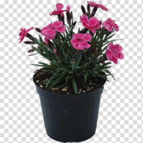 Pink M Flowerpot Cut flowers Houseplant, others transparent background PNG clipart