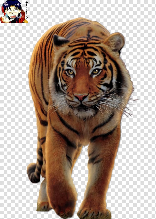 Big cat Blanket White tiger Bengal tiger, Cat transparent background PNG clipart