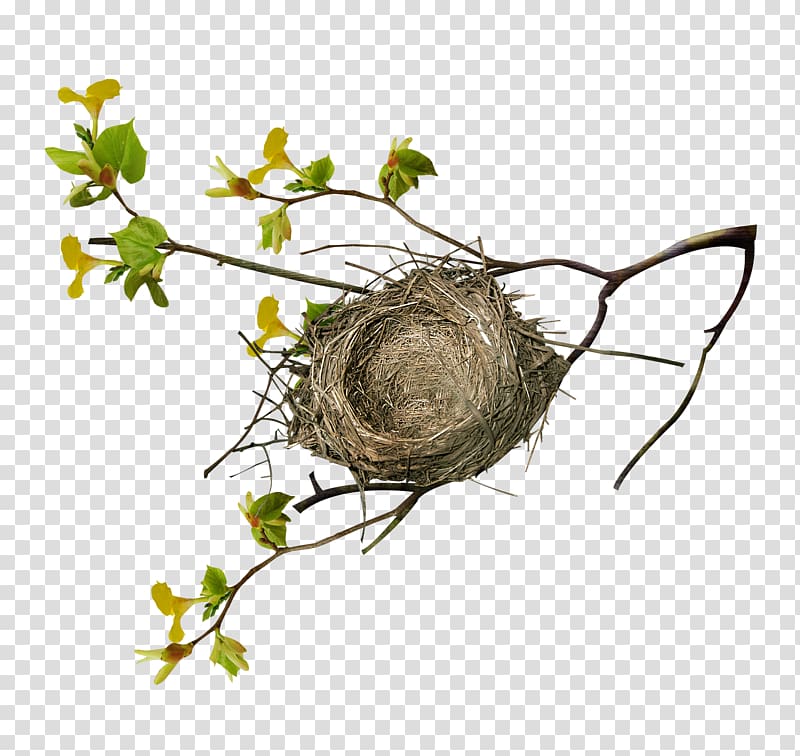Branch Tree Bird Nest, Twig nest transparent background PNG clipart