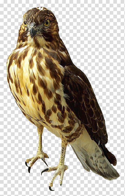 Falcon Desktop , falcon transparent background PNG clipart