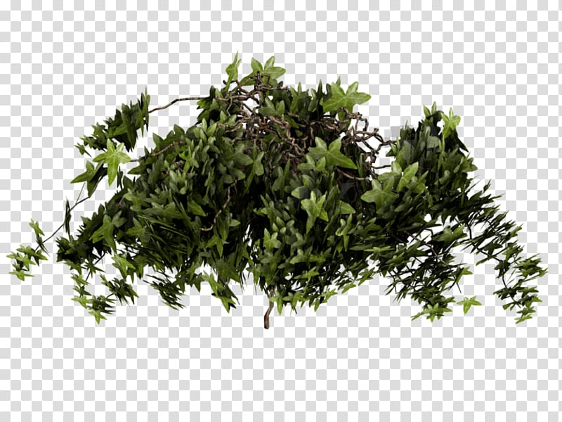 Poison Ivy Texture mapping Plant, ivy transparent background PNG clipart