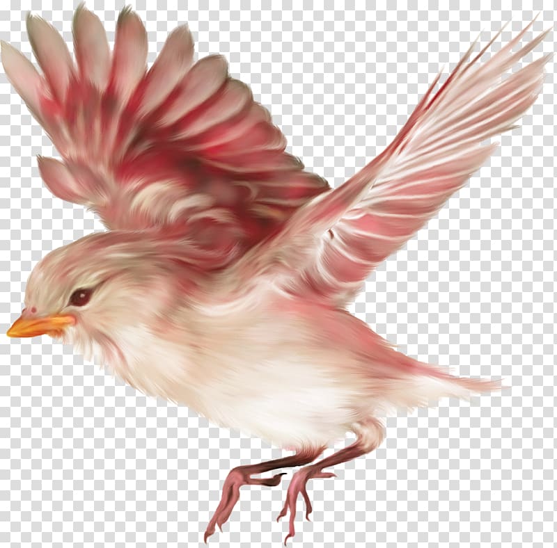 On the Origin of Species Bird Browne, Janet Charles Darwin Biography, bird transparent background PNG clipart