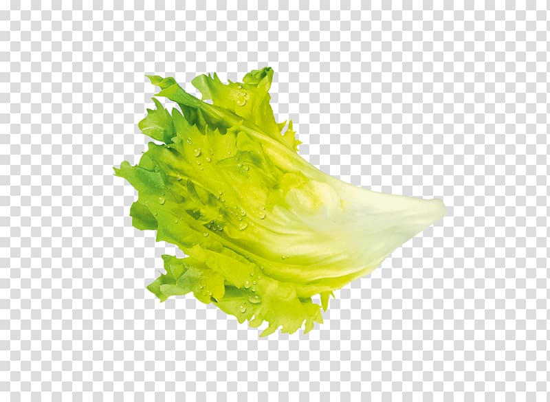 Leaf vegetable Iceberg lettuce Salade, vegetable transparent background PNG clipart