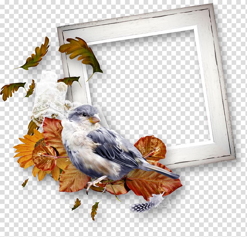 frame transparent background PNG clipart