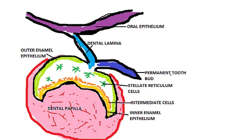 Enamel organ Human tooth development , Germ For Kids transparent background PNG clipart