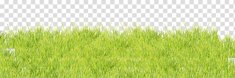 Vetiver Lawn Meadow Wheatgrass Green, Vibrant green grass transparent background PNG clipart
