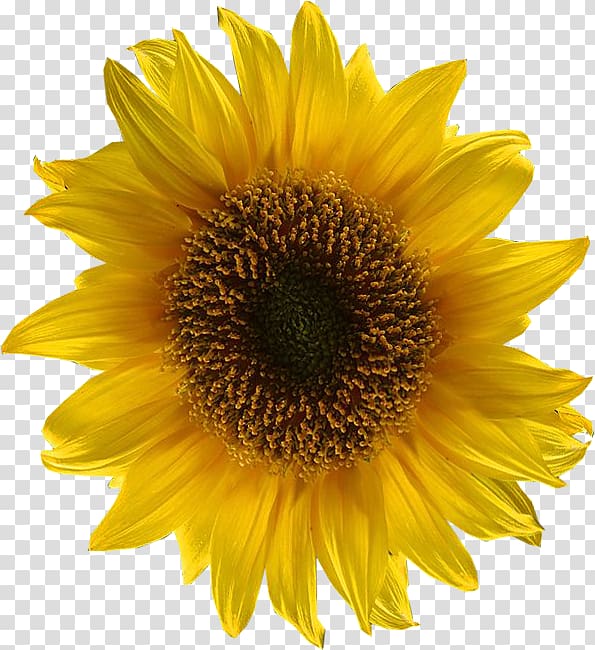 graphics Common sunflower Euclidean , lieutenant transparent background PNG clipart