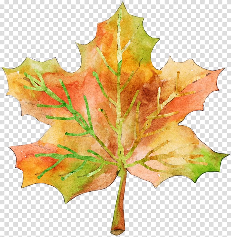 Maple leaf Plane trees Plane tree family, Leaf transparent background PNG clipart