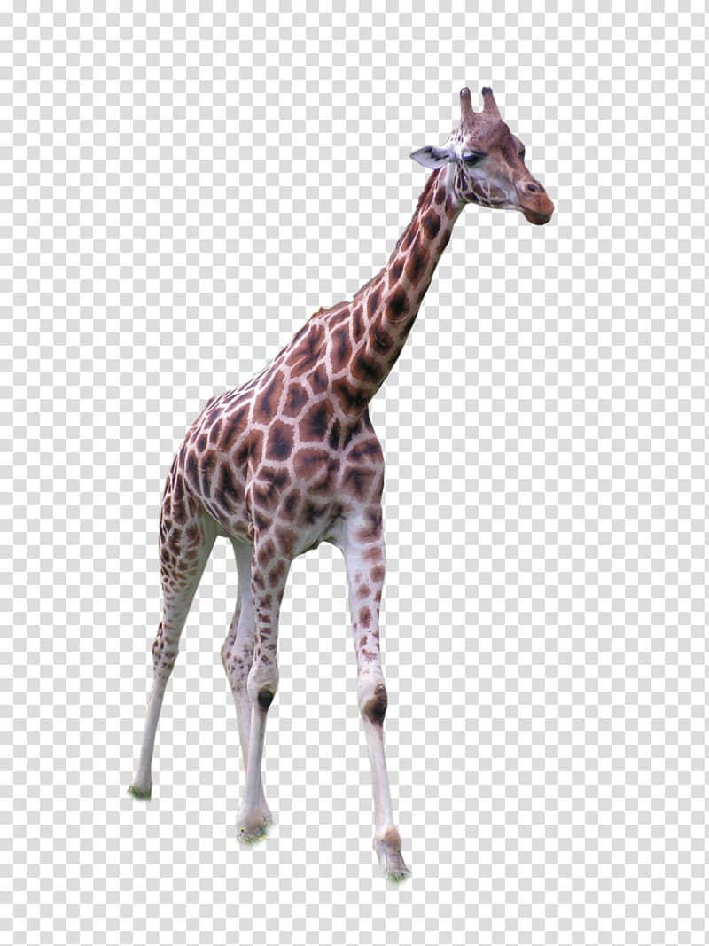 Africa Northern giraffe Grassland, Giraffe standing front transparent background PNG clipart