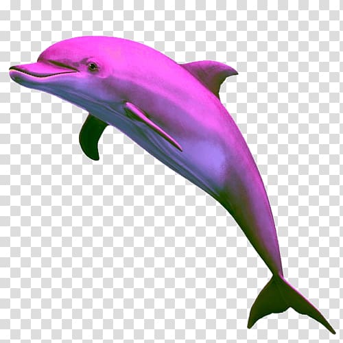 Dolphin Computer Icons , mid ad transparent background PNG clipart