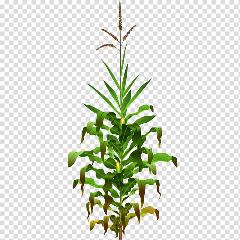 Broom-corn Maize Plant Field corn , Field transparent background PNG clipart