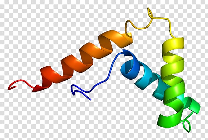 SOX5 SOX gene family Protein Testis-determining factor Transcription factor, others transparent background PNG clipart