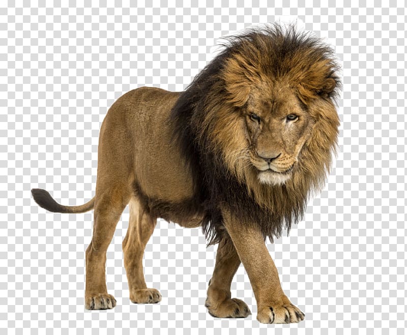 lion illustration, African Lion Cat The Lion Attitude Illustration, A lion transparent background PNG clipart