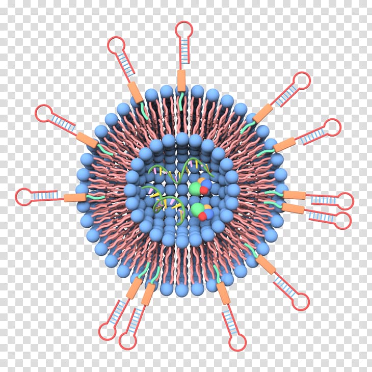 Extracellular Vesicle Exosome Drug delivery, others transparent background PNG clipart